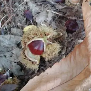 ægte kastanje (Castanea sativa) spise kastanje