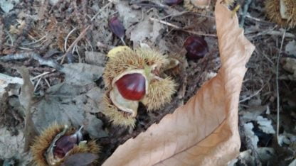 ægte kastanje (Castanea sativa) spise kastanje