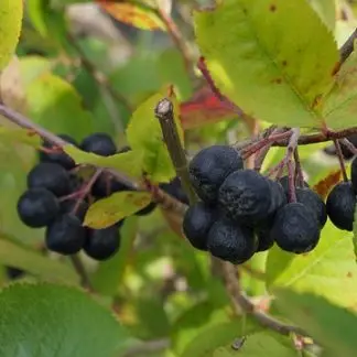 aronia-1644907_640