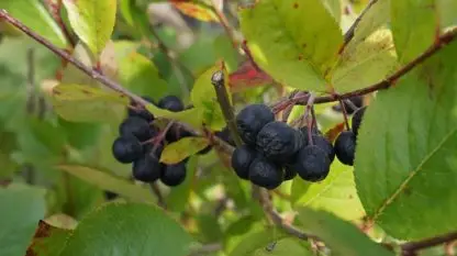 aronia-1644907_640