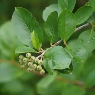 aronia berries are