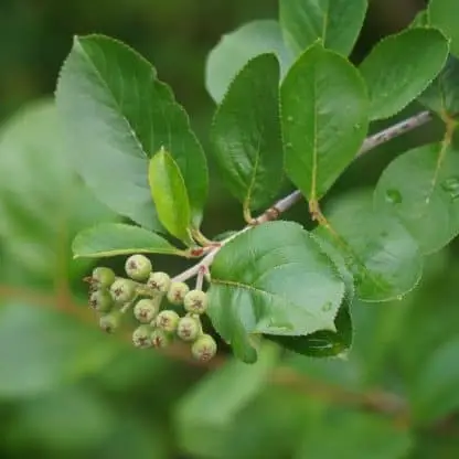 aronia berries are