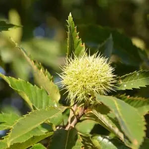 chestnut