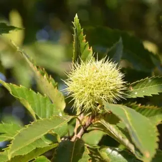 chestnut
