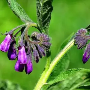 Et nærbillede af en frodig kulsukkerplante i en dansk have, hvor de karakteristiske klokkeformede blomster i lilla og blålige nuancer hænger i tætte klaser.