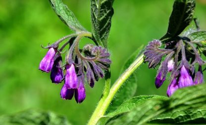 comfrey-1382344_640