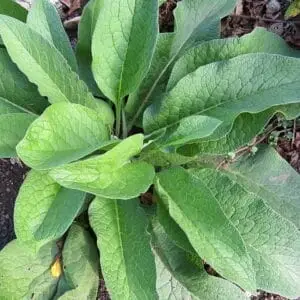 comfrey