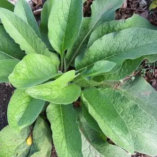 comfrey-207159_640