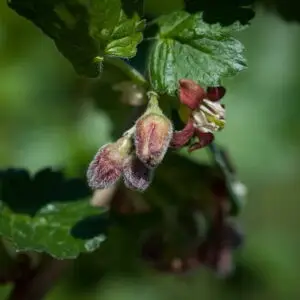 Jostabær/Solstik (Ribes × nidigrolaria)