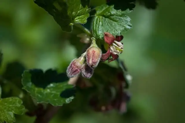 Jostabær/Solstik (Ribes × nidigrolaria)