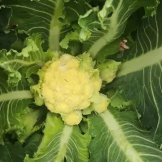 flblomkål