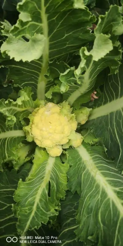 flblomkål