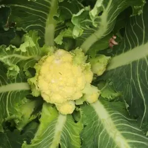 Flerårig blomkål 'Nine star'