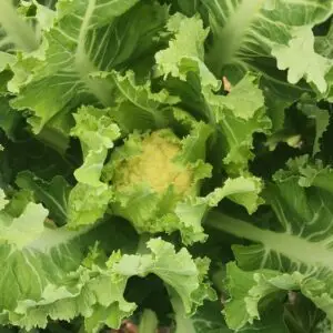 Flerårig blomkål 'Nine star'