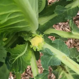 flerblomkål