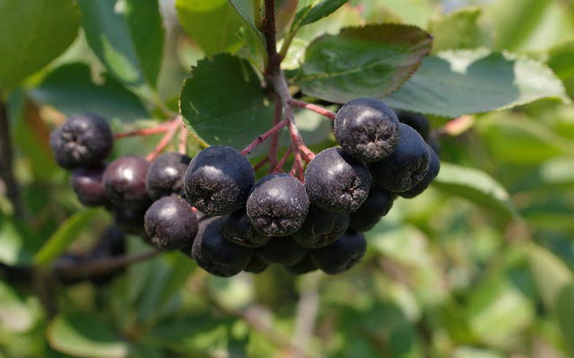 Aronia