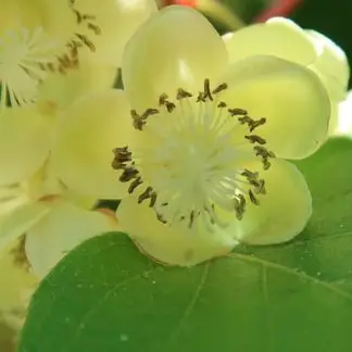 Stikkelsbærkiwi ‘Issai’ Selvbestøvende
