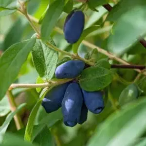 Honningbær majbær haskap Candy blue