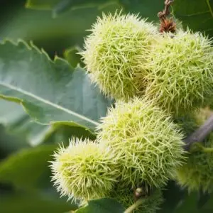 Ægte kastanje (Castanea sativa)