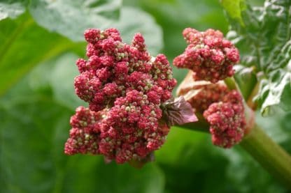 rhubarb-2315781_640