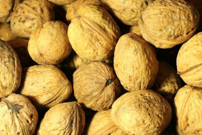 walnut-3792649_640 walnut-3792649_640