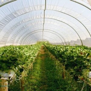 Lækker drivhusplastik