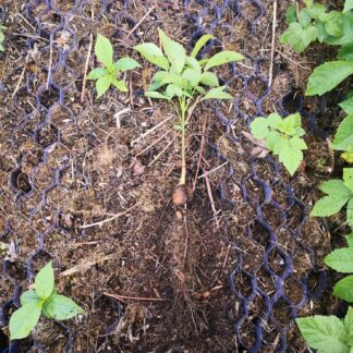 67737896_1082672738609497_4136696926508679168_n