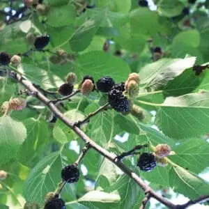 Sort Morbær (Morus nigra)