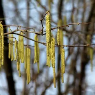 hazel-g2230b8c24_1920