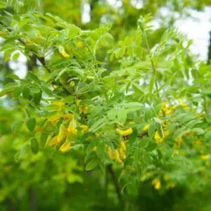 Sibirisk ærtetræ (Caragana arborescens)