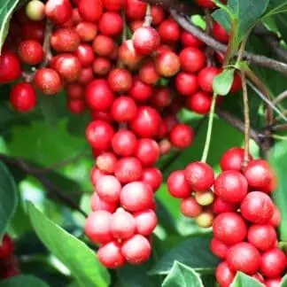 Kinesisk magnolia vin Schisandra chinensis