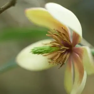 Kinesisk magnolia vin Schisandra chinensis