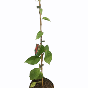 Schisandra chinensis Kinesisk magnolia vin