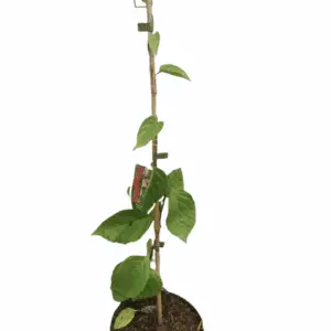 Schisandra chinensis Kinesisk magnolia vin