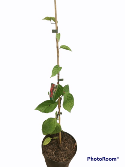 Schisandra chinensis Kinesisk magnolia vin
