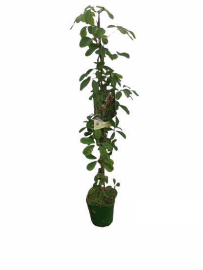 Akebia silver bells chokoladeranke alba