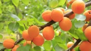 apricots
