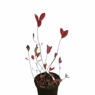 aronia