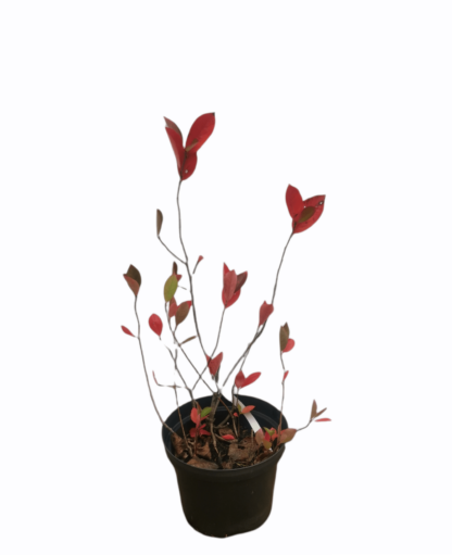 Aronia surbær