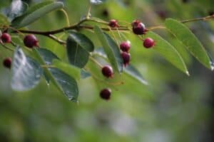 berries-gd0483e473_1920