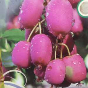 Stikkelsbærkiwi/minikiwi Bingo (Actinidia arguta)