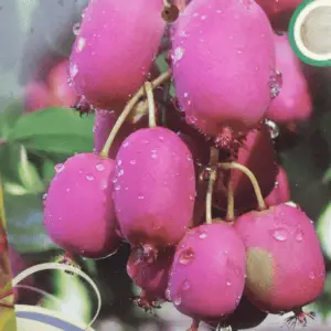 Stikkelsbærkiwi/minikiwi Bingo (Actinidia arguta)