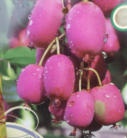 Stikkelsbærkiwi/minikiwi Bingo (Actinidia arguta)