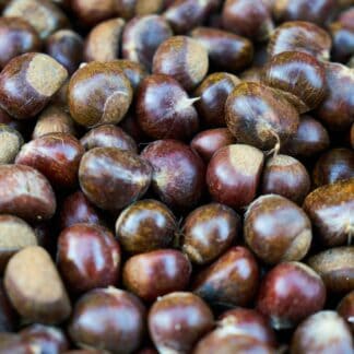 chestnut-g6370ebd92_1920