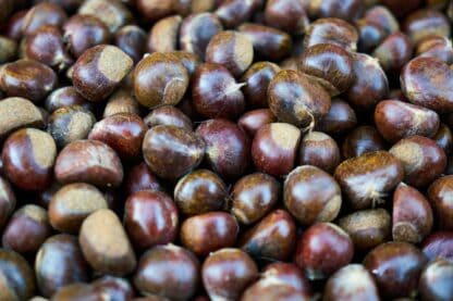 chestnut-g6370ebd92_1920