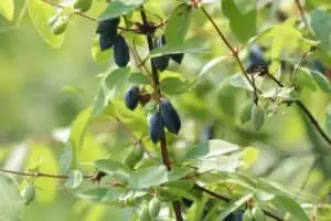 honeysuckle
