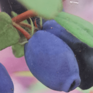 Blue banana vostorg honningbær majbær haskap