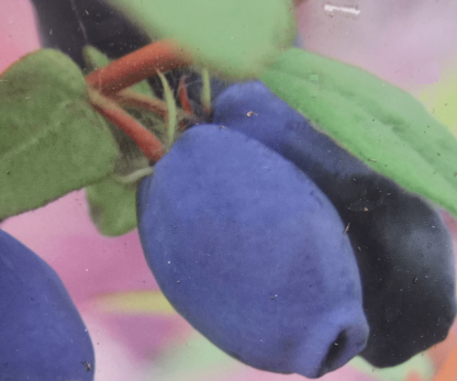 Blue banana vostorg honningbær majbær haskap