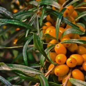 sea buckthorn
