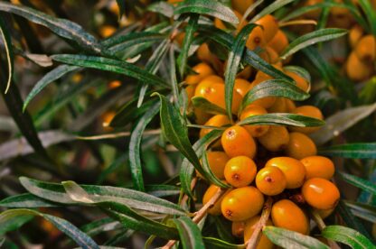 sea-buckthorn-g6e31ca62a_1920 sea-buckthorn-g6e31ca62a_1920